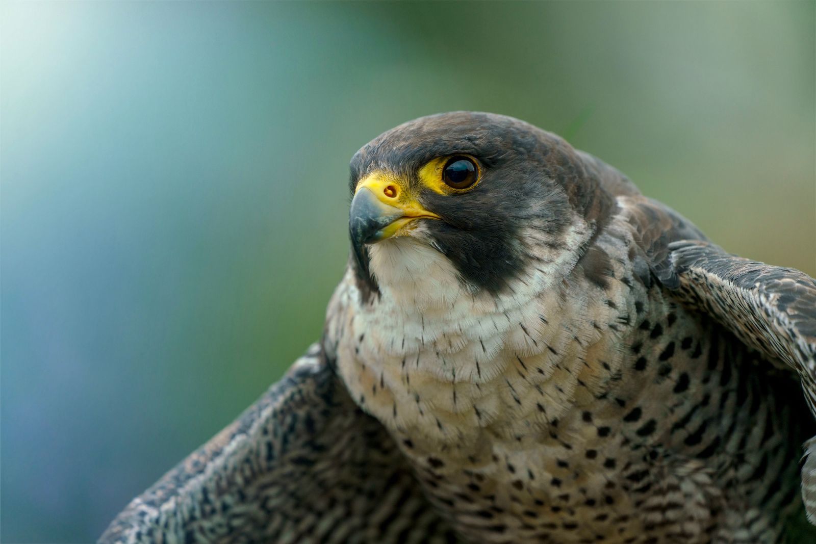 Ein Wanderfalke im Nahporträt, Sinnbild für Weitblick und Präzision.